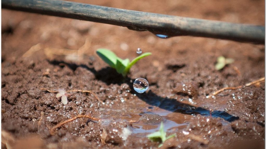 Drip Irrigation